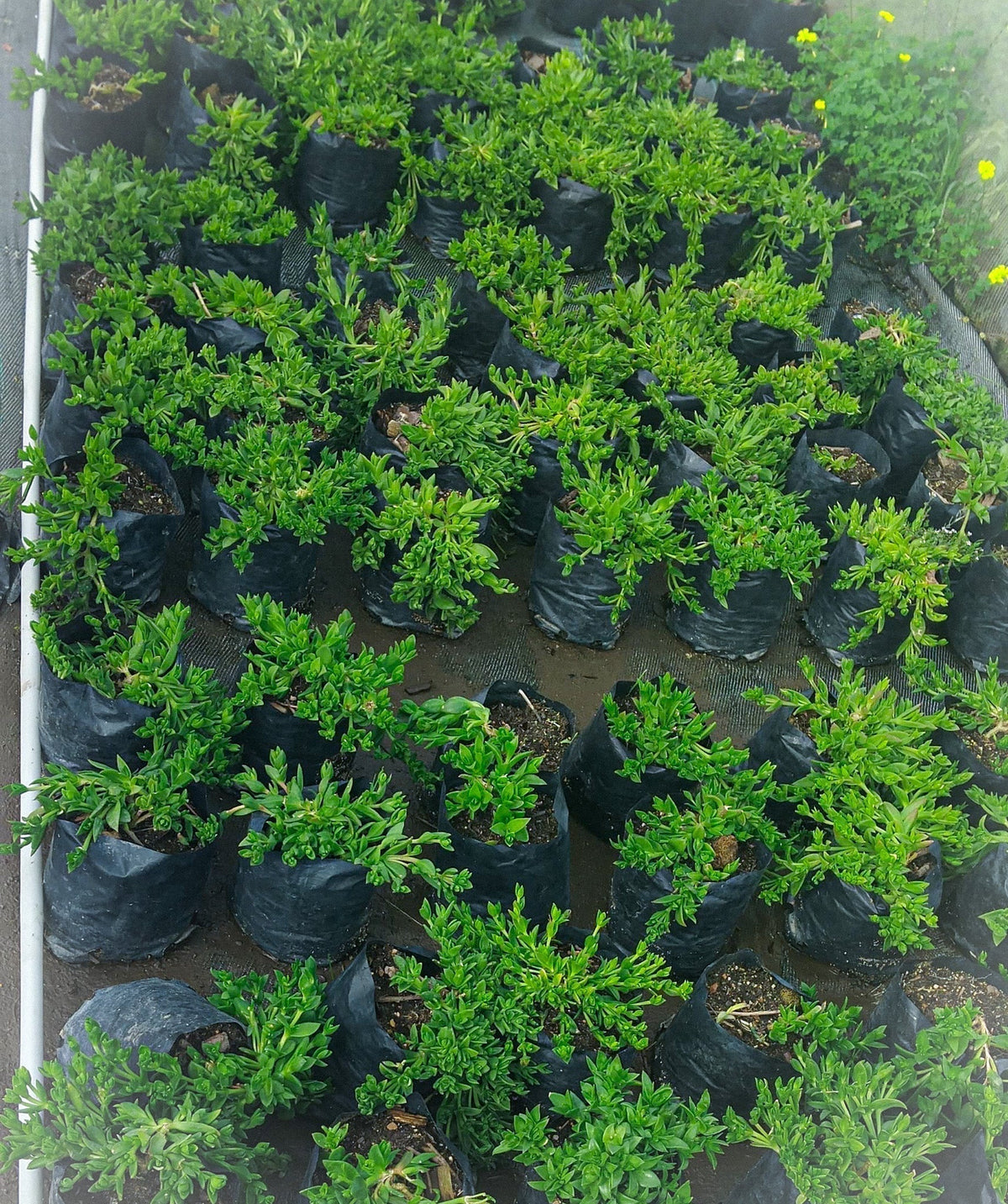 kanna plants