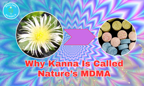 Kanna vs. MDMA: Is Kanna Really “Nature’s MDMA”?
