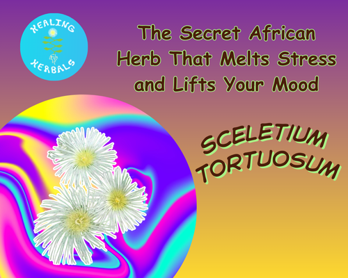 Sceletium tortuosum, from an article on this South African plant for calm