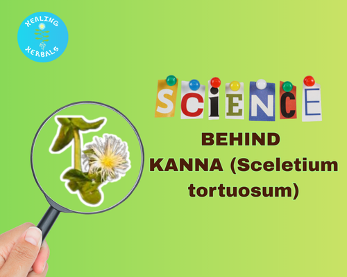 Kanna, Sceletium tortuosum, from an article on the science behind it