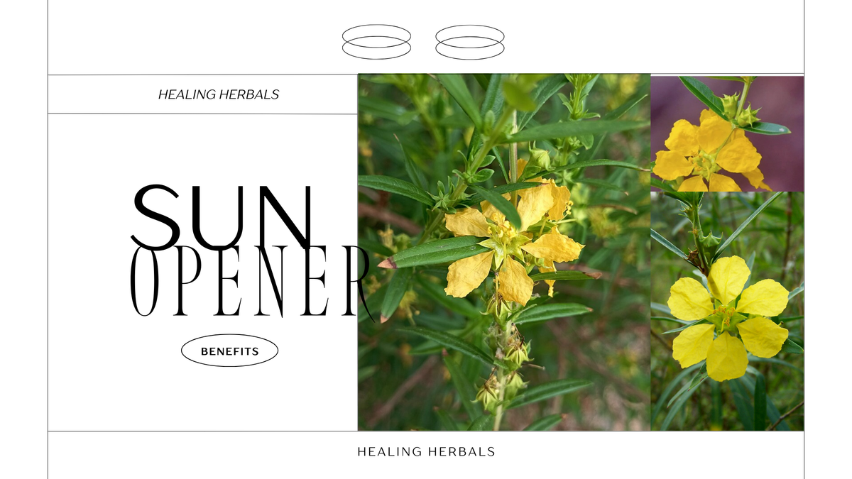 Sun opener herb, from an article on flexibility, core strength and mental focus
