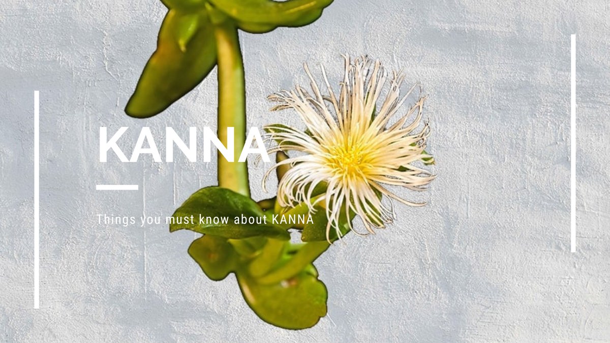 Kanna extract, from a beginner's guide to getting started