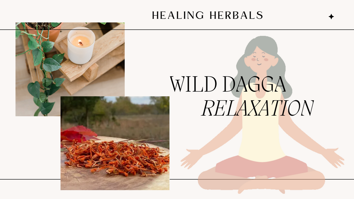 Wild dagga, from an article on its traditional use, compounds and forms