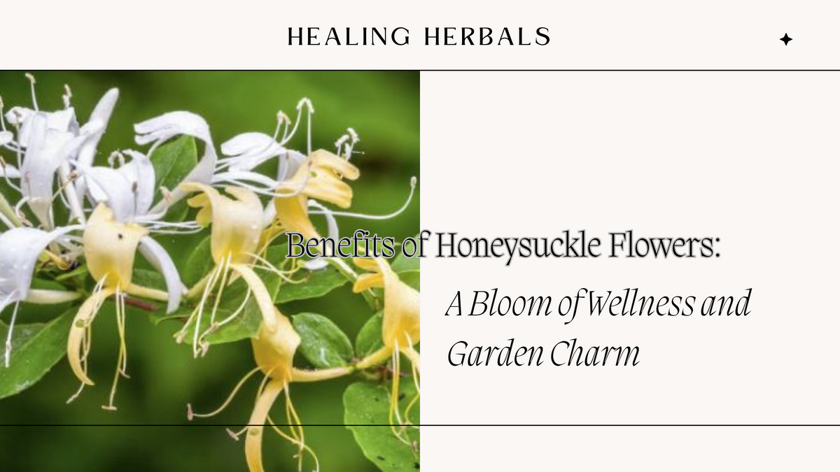 Honeysuckle flowers, from an article on their benefits