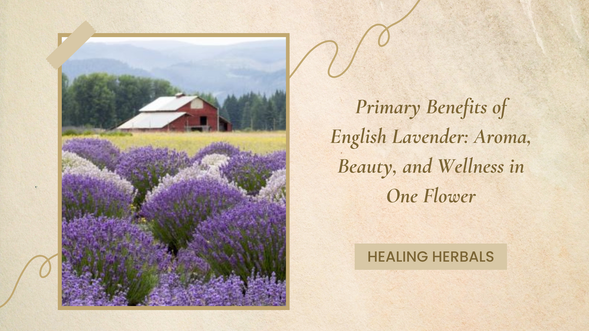 English lavender flowers, from an article on aroma, beauty and wellness