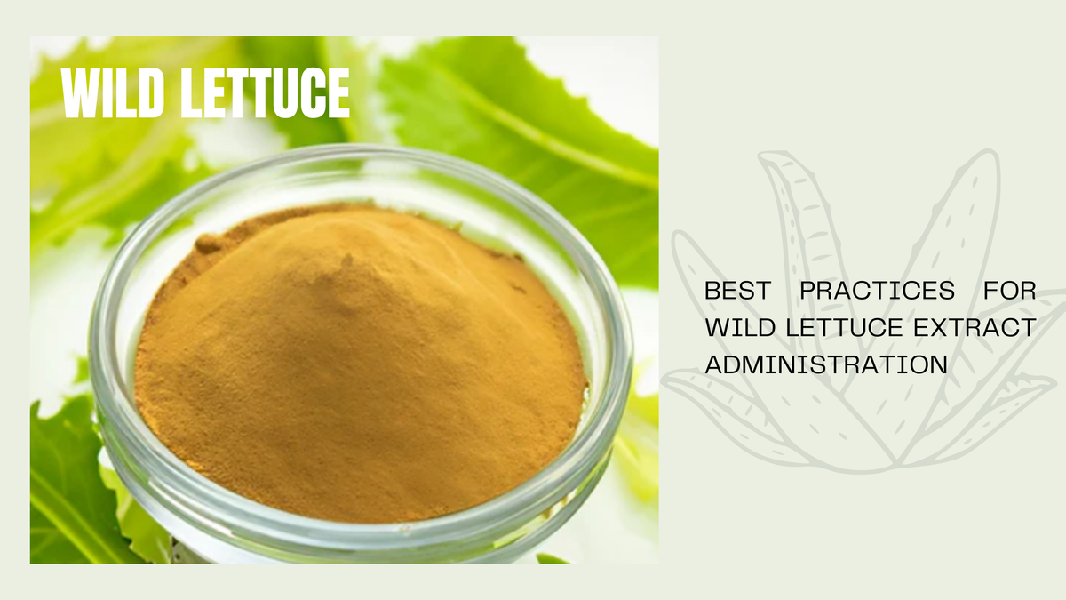 Wild lettuce extract, from an article on best practices for taking it