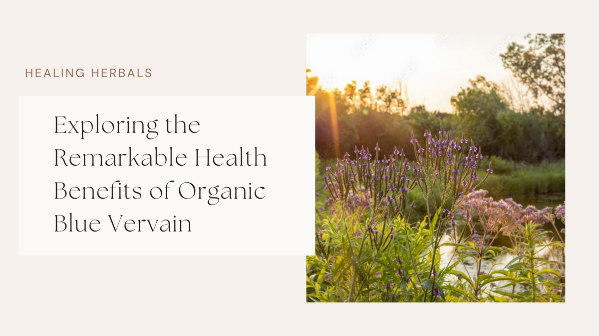 Organic blue vervain, from an article on its health benefits