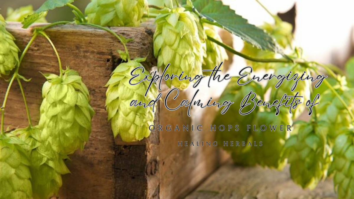 Organic hops flowers, from an article on their energizing and calming qualities