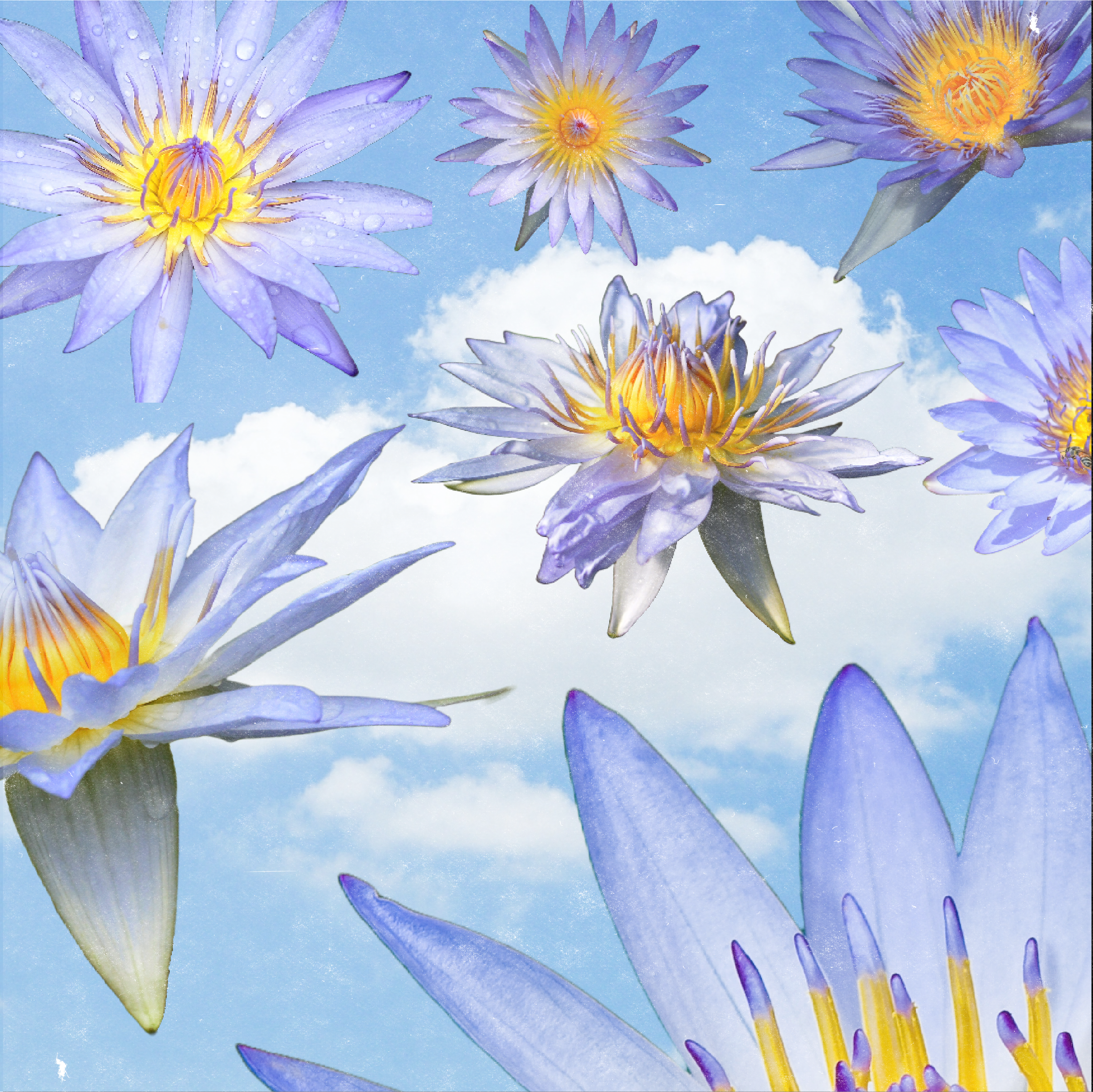 How is Blue Lotus Consumed?