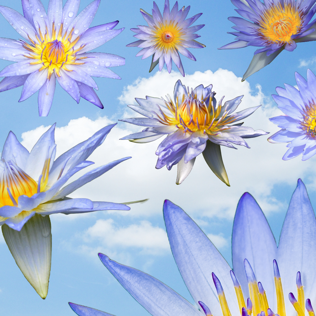 Is Blue Lotus Legal in the United States? A guide state by state.