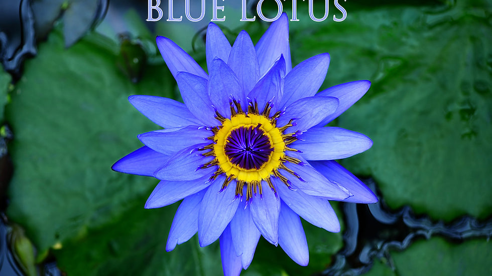 Blue lotus flower, Nymphaea caerulea, from an article explaining what blue lotus is