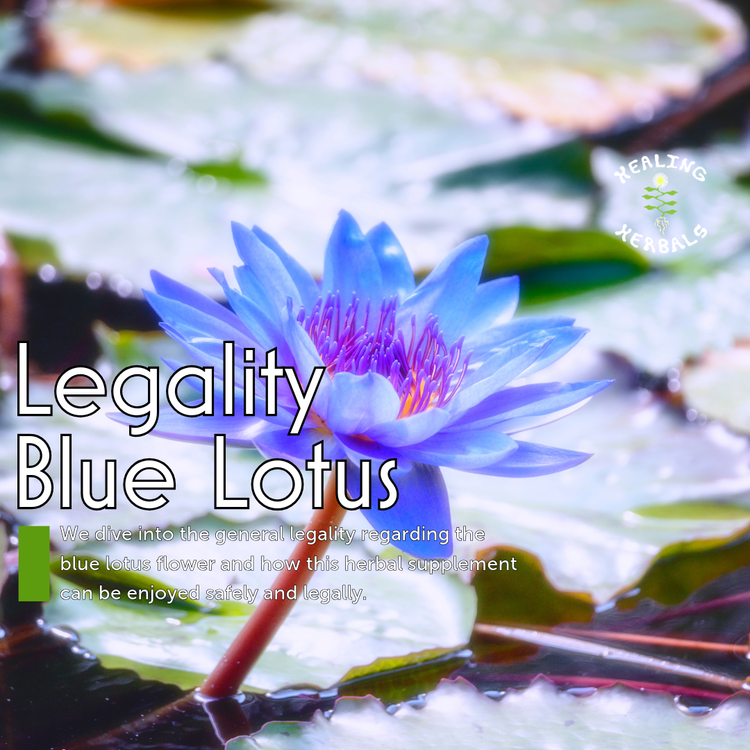 Blue lotus flower, from a general discussion of blue lotus legality