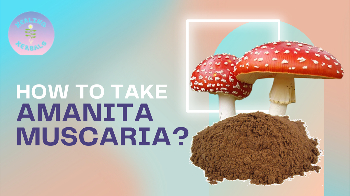 Amanita muscaria, from an article on taking it safely