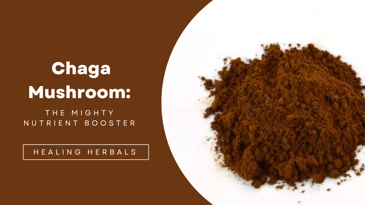 Chaga mushroom, from an article on its nutrients