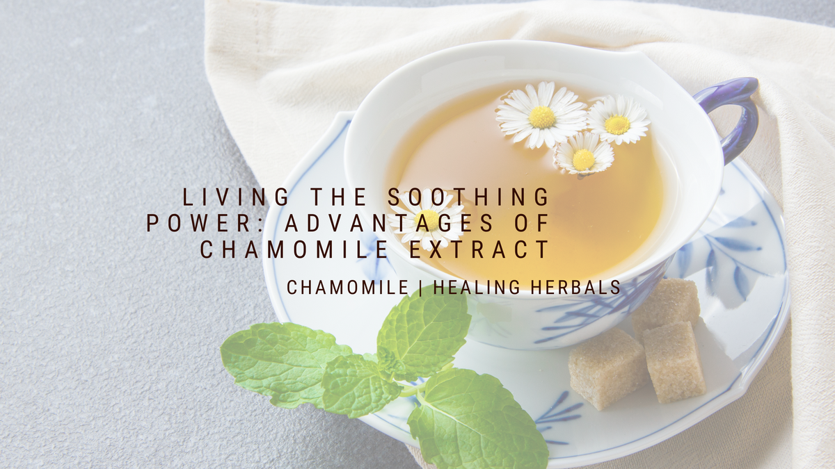 Chamomile extract, from an article on the advantages of chamomile