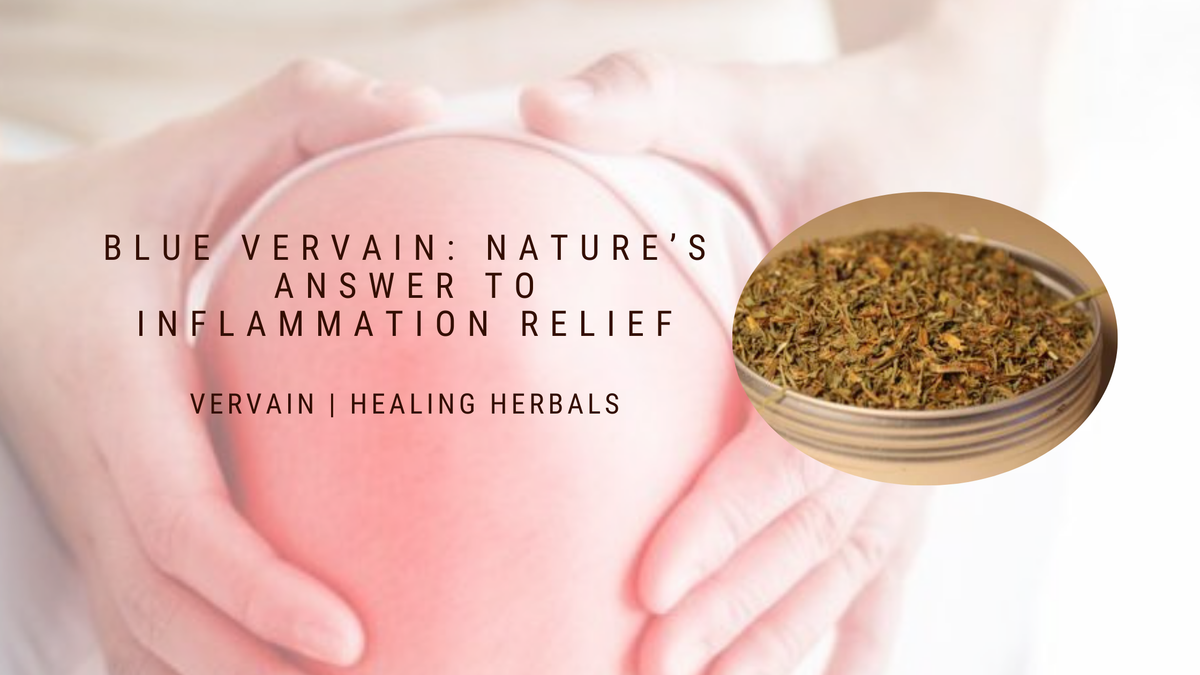 Blue vervain, from an article on its traditional use, compounds and forms