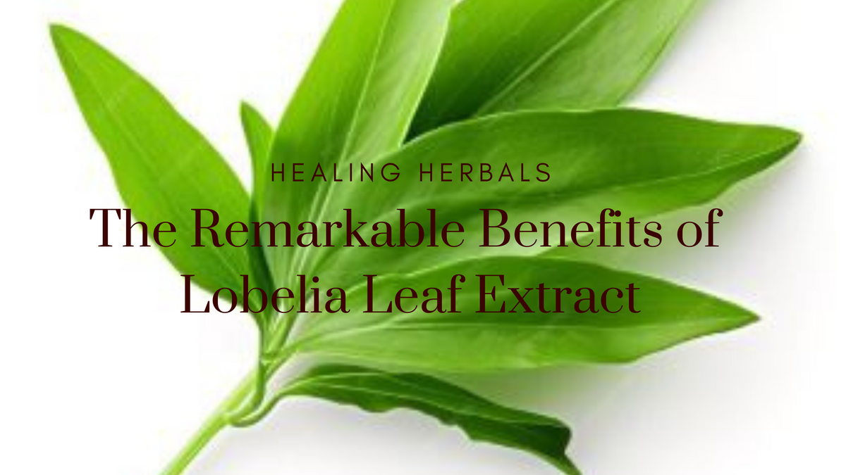 Lobelia leaf extract, from an article on its benefits