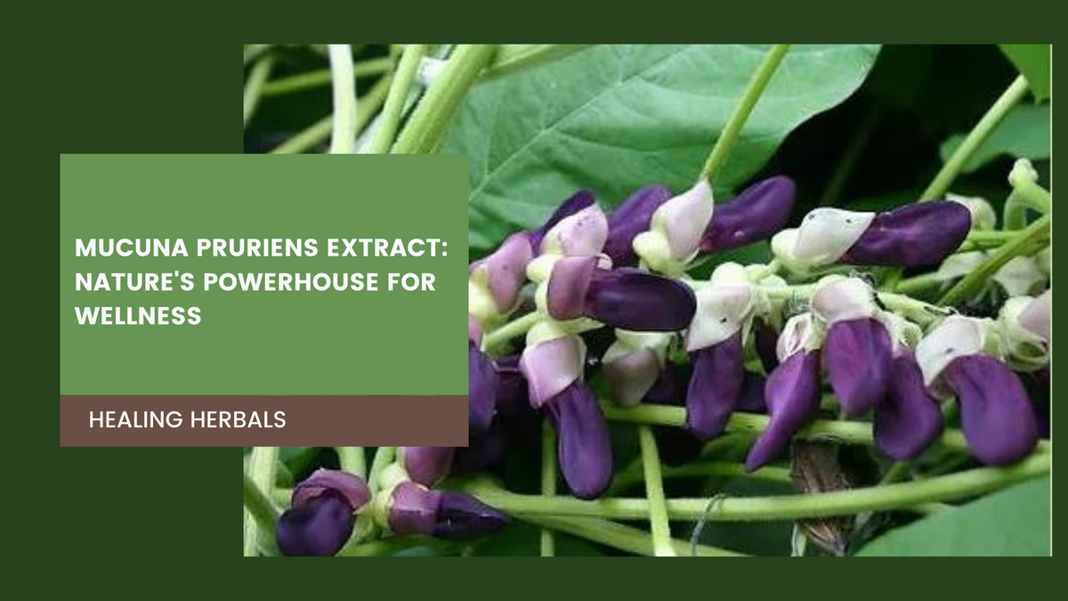 Mucuna pruriens extract, from an article on its use in wellness