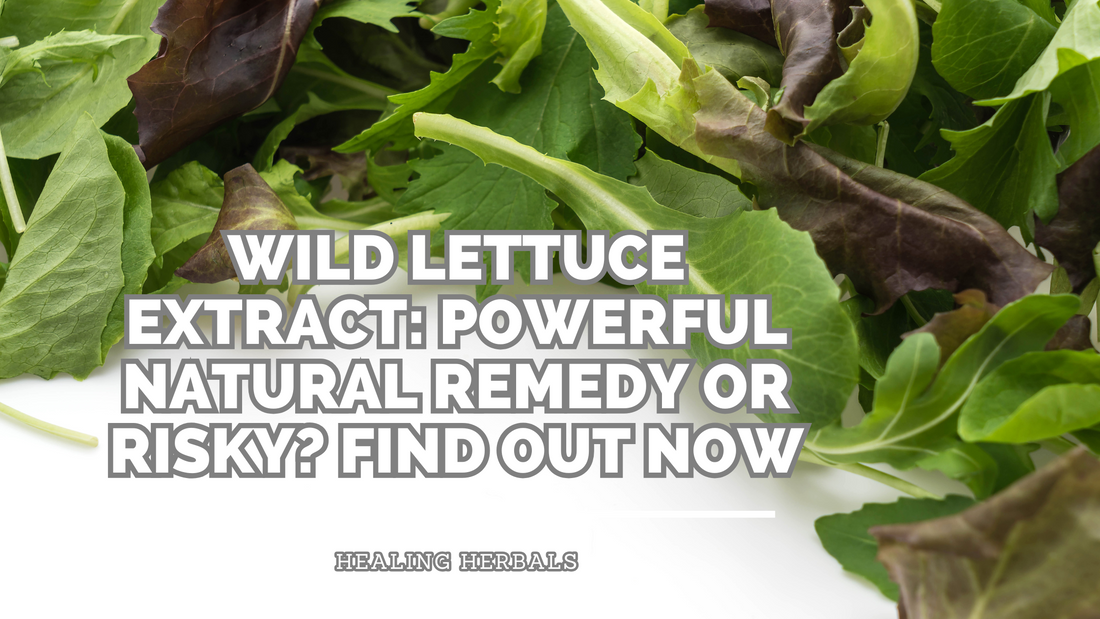 Is Wild Lettuce Extract Safe? Essential Facts You Need to Know