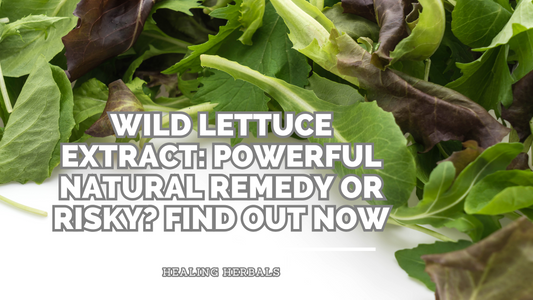 Is Wild Lettuce Extract Safe? Essential Facts You Need to Know