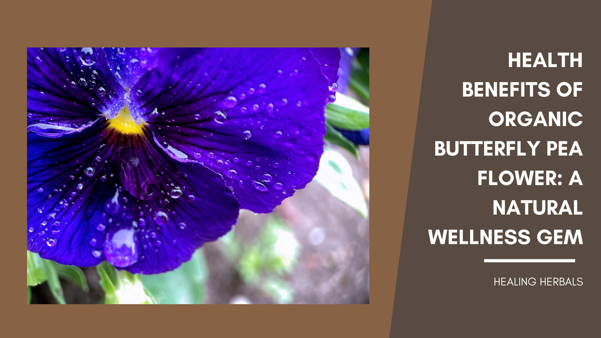 Organic butterfly pea flower, from an article on its health benefits