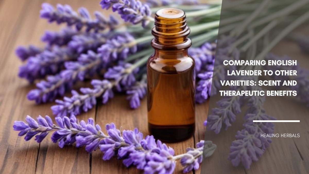 English lavender, from an article comparing scent and traits across varieties