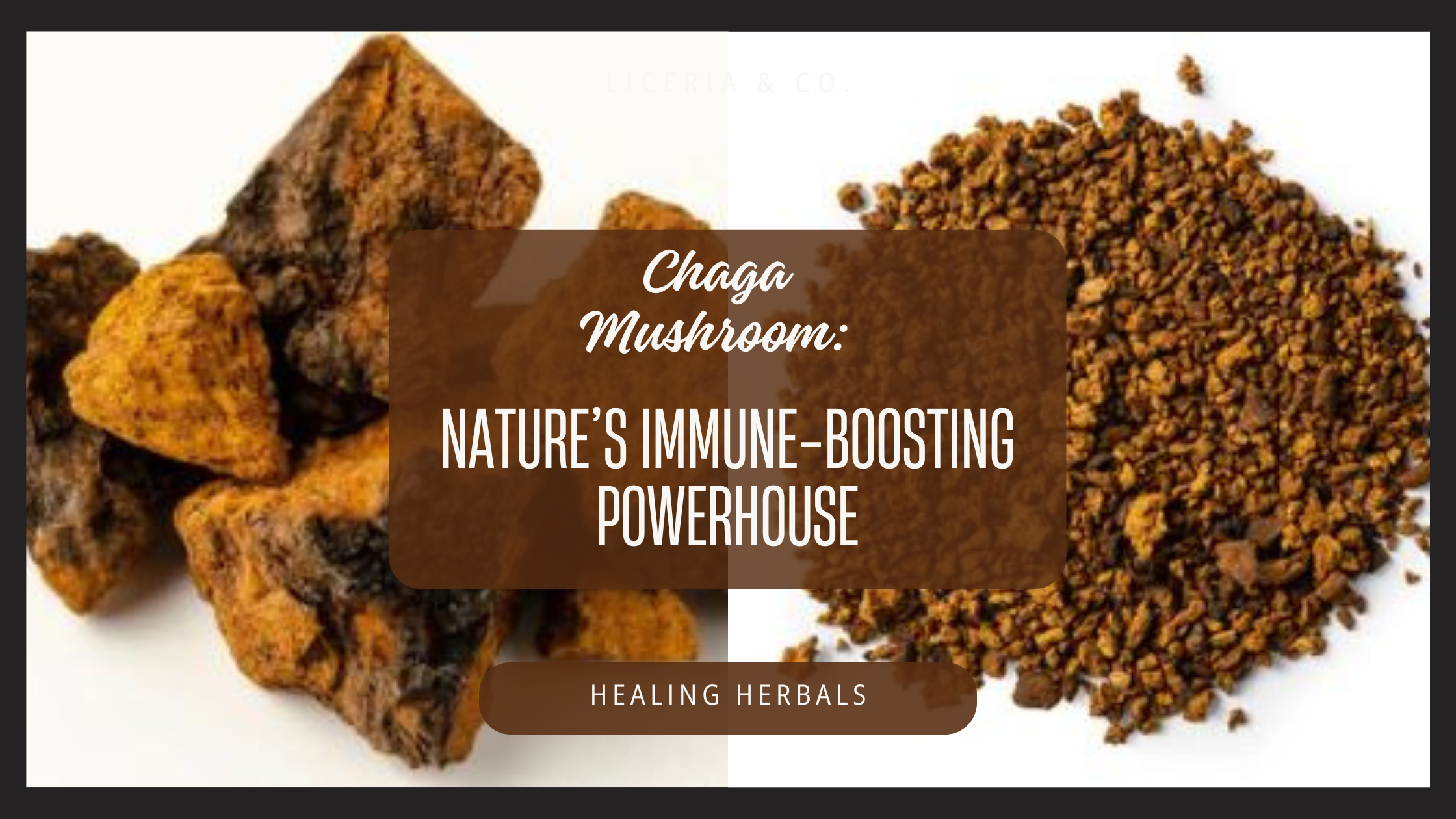 Chaga Mushroom: Nature’s Immune-Boosting Powerhouse