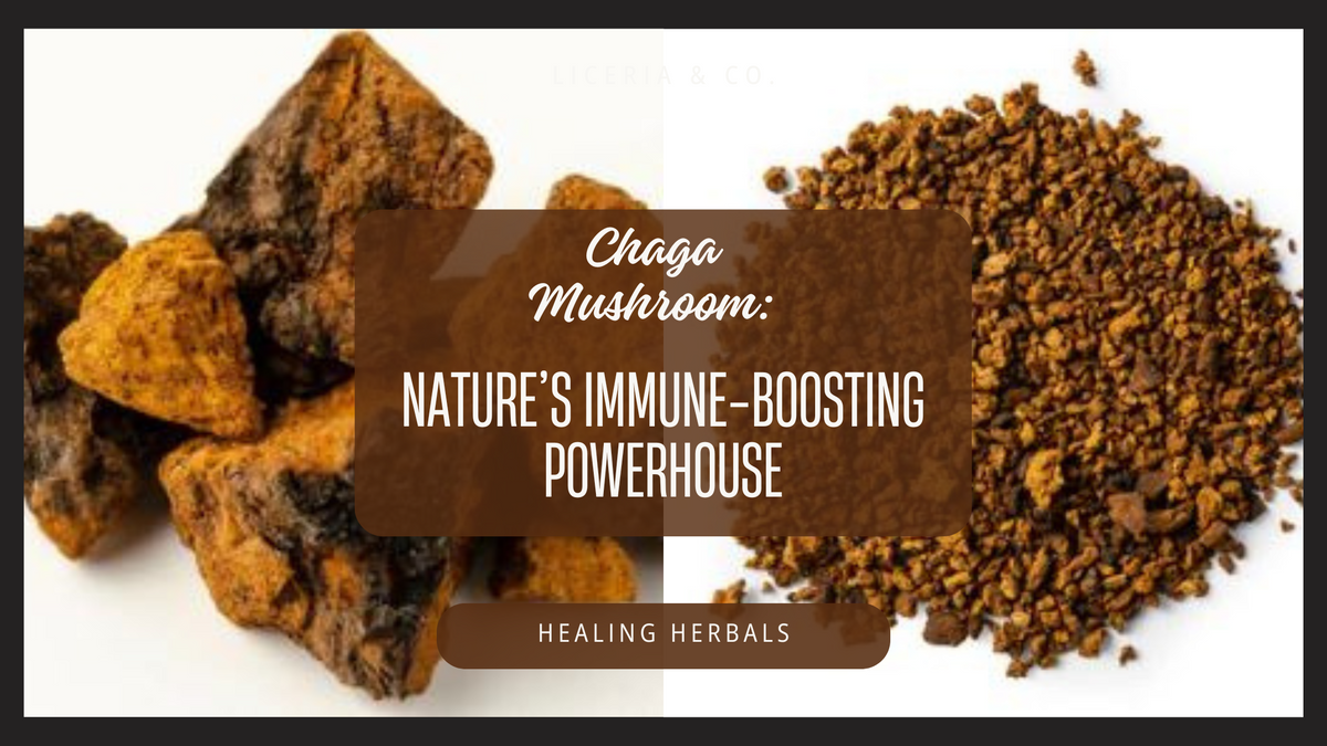Chaga mushroom, from an article on what it is and how people use it