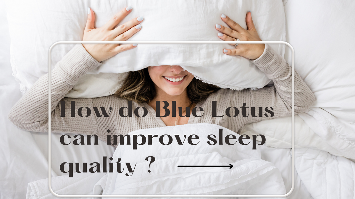 Blue lotus flower, from an article on blue lotus and sleep quality