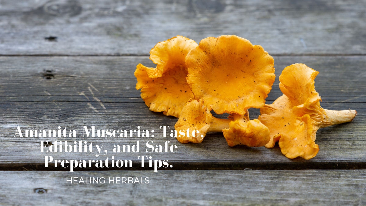 Amanita muscaria, from an article on taste, edibility and safe preparation