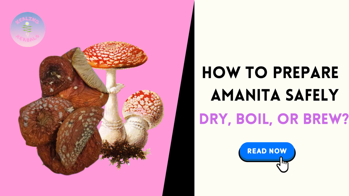 Amanita muscaria, from an article on drying, boiling and brewing safely