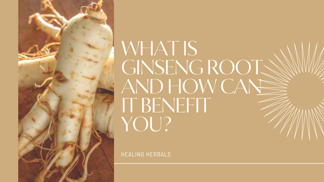 What is Ginseng Root and How Can It Benefit You?