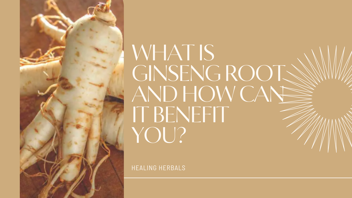 Ginseng root, from an article on what ginseng root is and its benefits