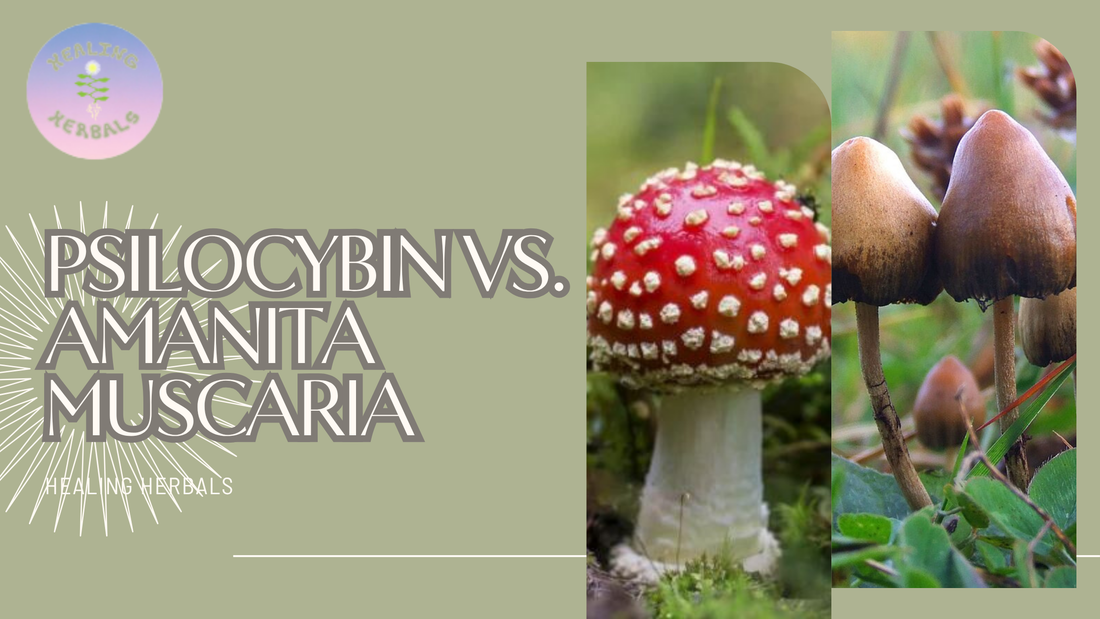 AMANITA VS. PSILOCYBIN
