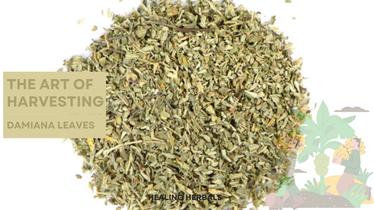 Damiana leaves, from an article on harvesting damiana naturally