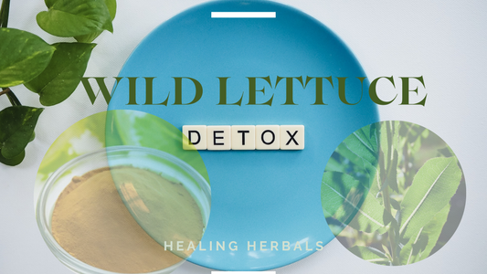 Wild Lettuce for Body Cleanse
