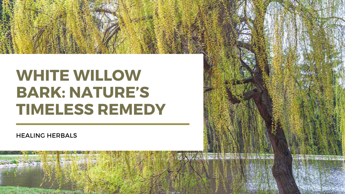 White willow bark, from an article on its traditional use and common forms