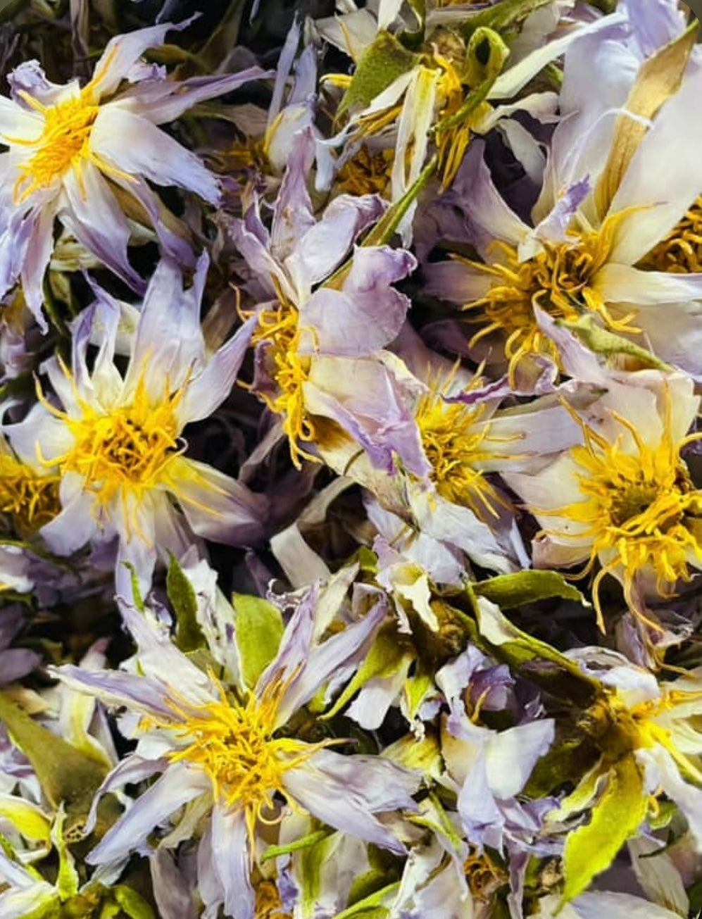 Blue lotus flowers, from an article on authenticity in the blue lotus collection