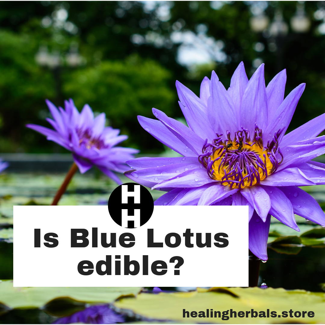 Blue lotus flower, from an article on whether blue lotus is edible