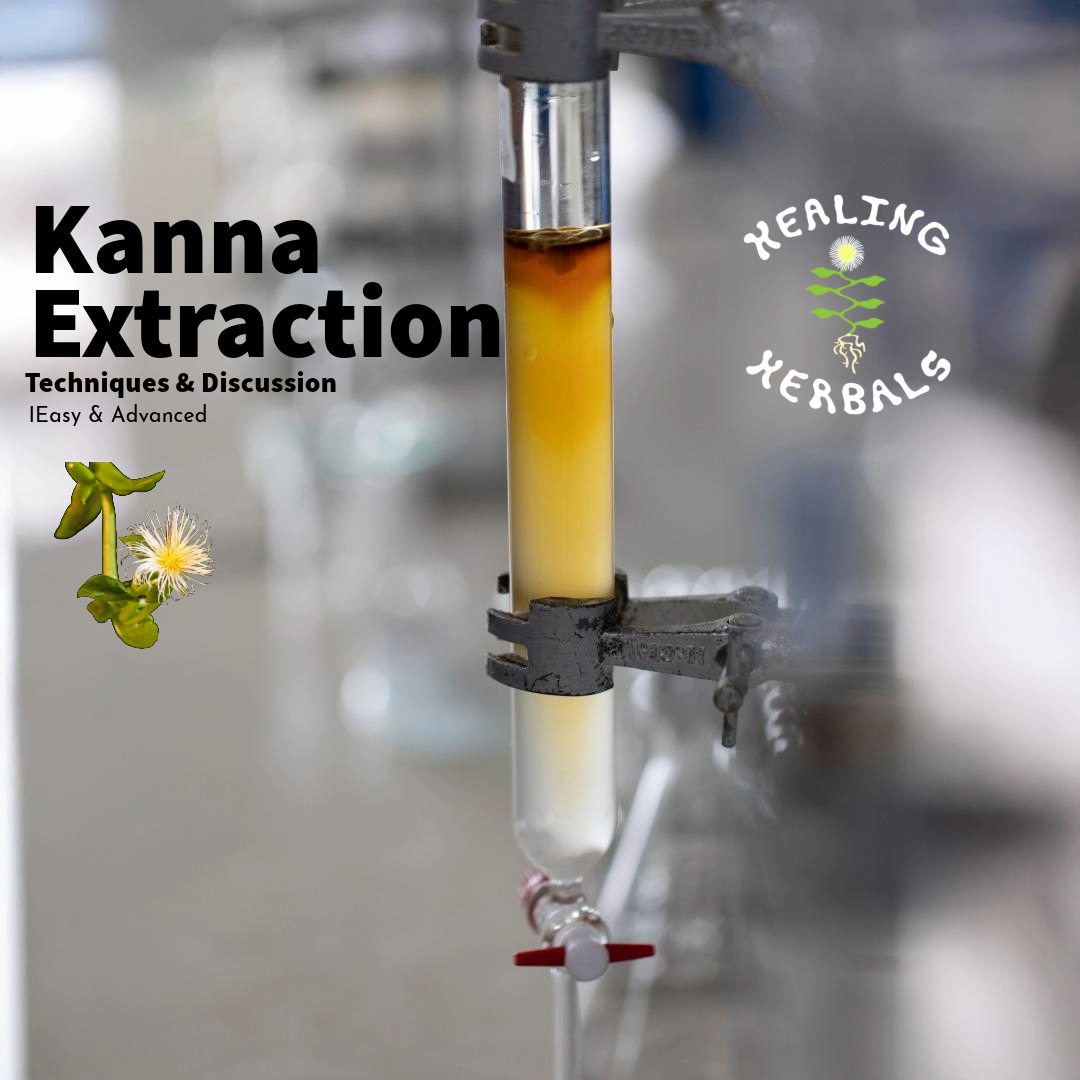 Sceletium tortuosum, from a guide to kanna extraction methods and principles