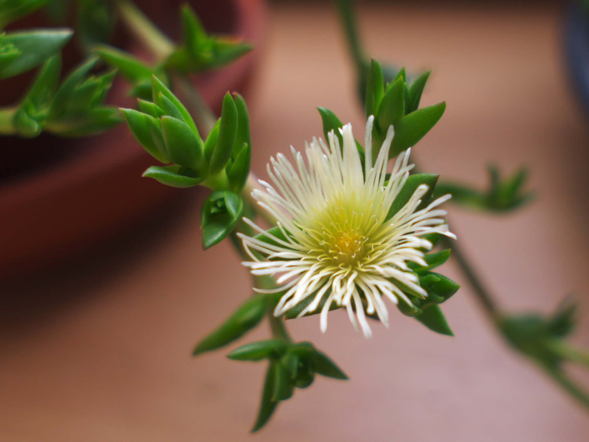 Kanna plant, Sceletium tortuosum, from an article introducing kanna
