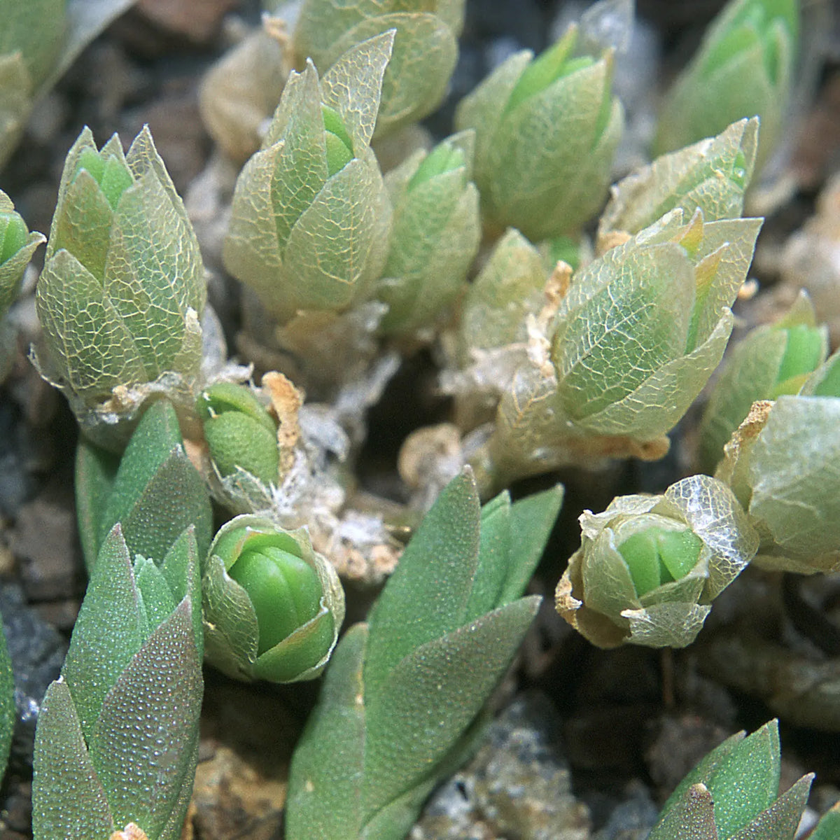 Sceletium tortuosum, from an article on sceletium phytochemistry