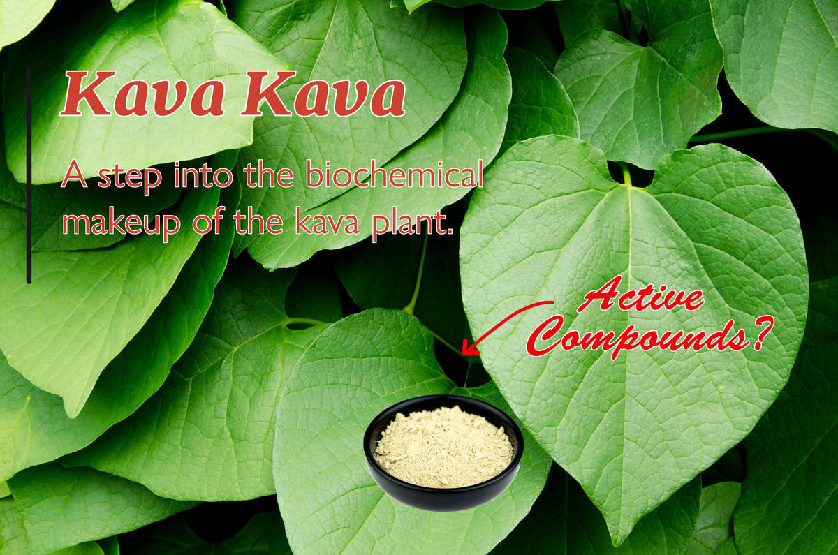 Kava root, from an article on how kava works biochemically