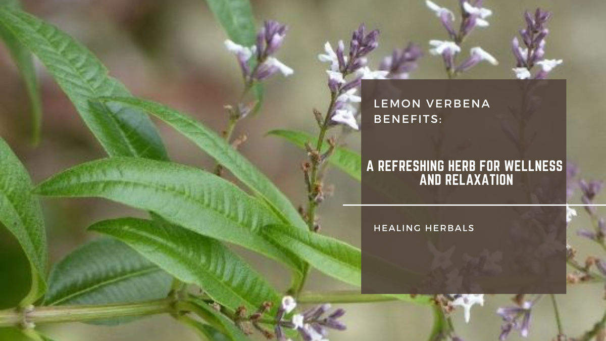 Lemon verbena, from an article on its benefits for wellness and relaxation