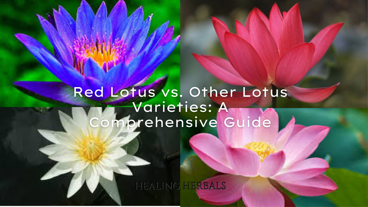 Red lotus flower, from an article comparing lotus varieties