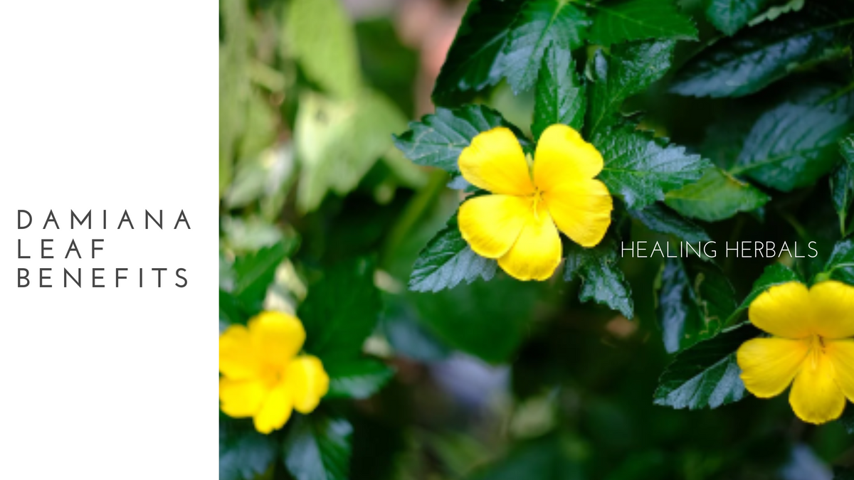Damiana leaf, from a comprehensive guide to damiana benefits