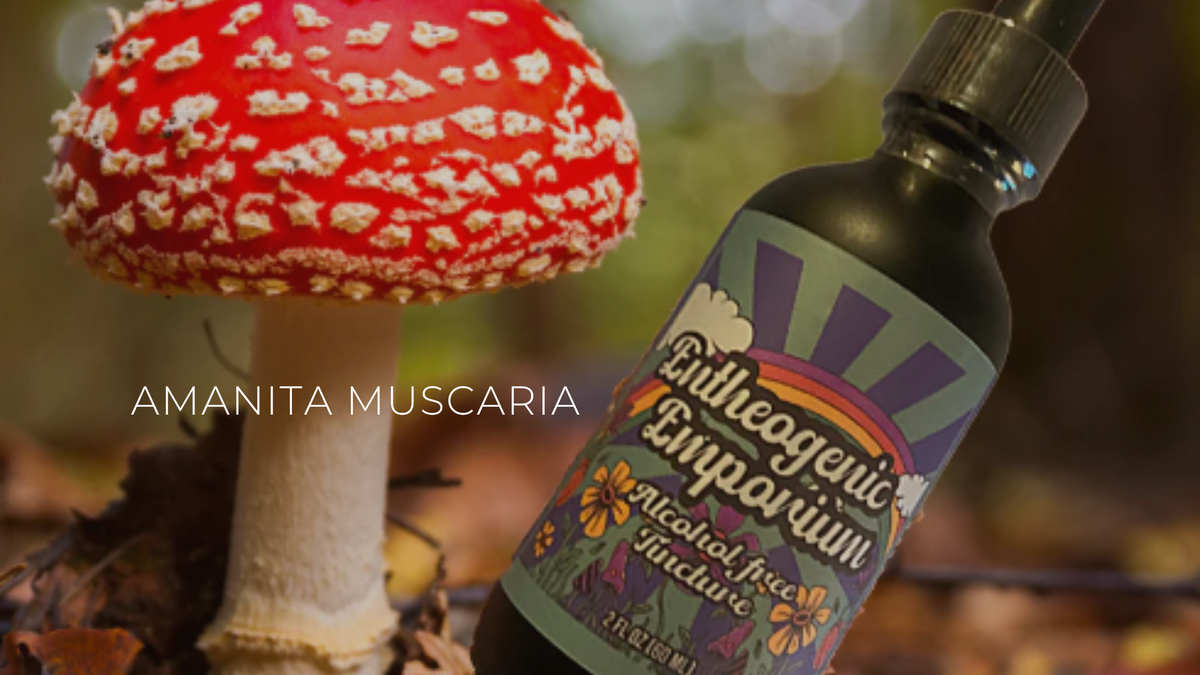 Amanita muscaria mushrooms, from an article on their growth environment