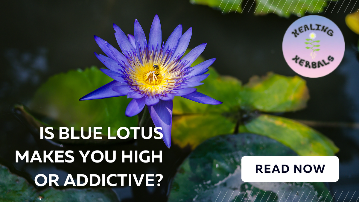 Blue lotus, from an article on whether blue lotus is addictive