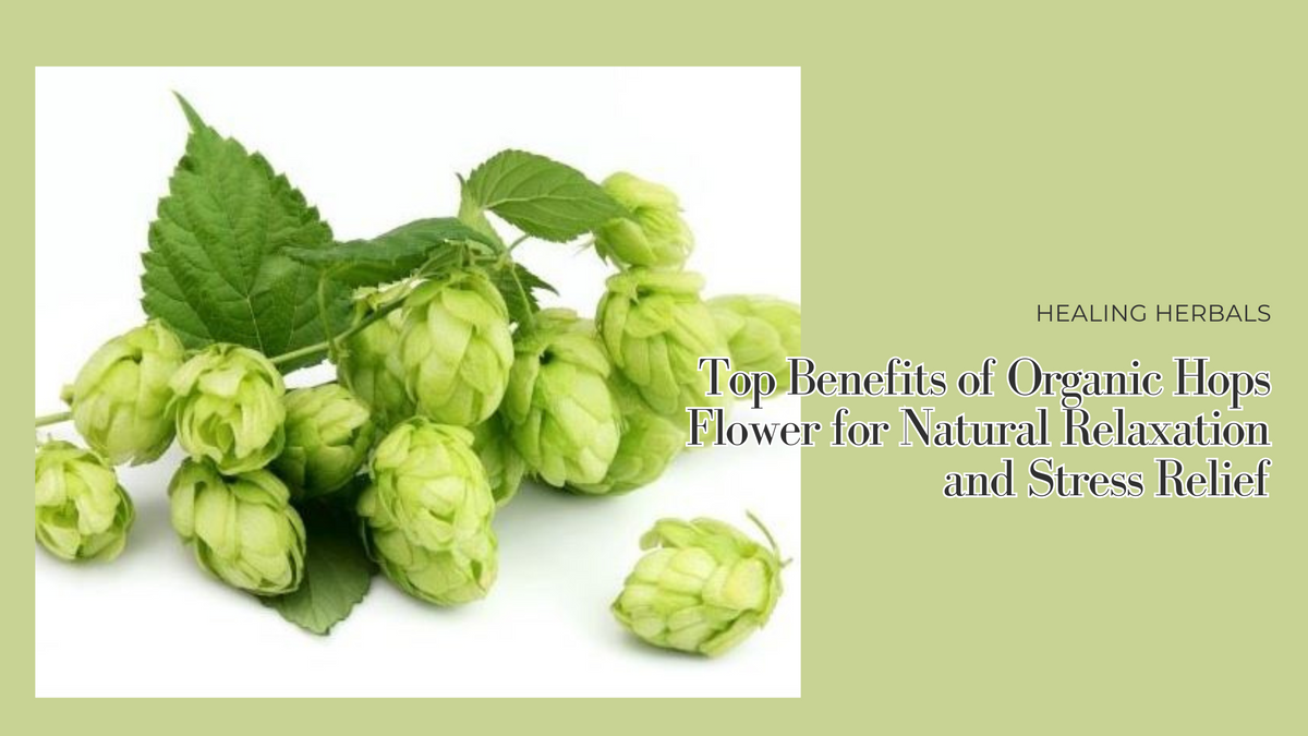 Organic hops flowers, from an article on their traditional use and forms