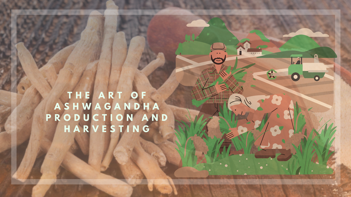 Ashwagandha, from an article on its production and harvesting